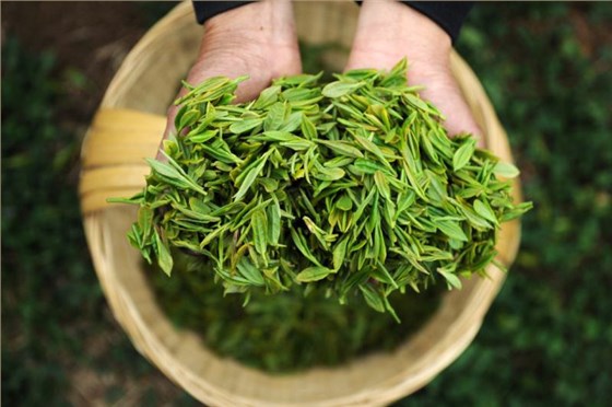 如何包裝春茶？